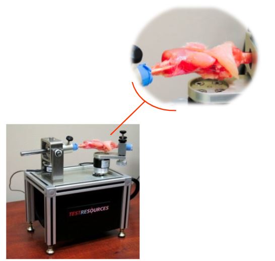 rabbit knee tester
